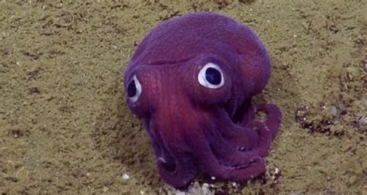 Bobtail Squid Captured In Rare, And Totally Adorable, Video
