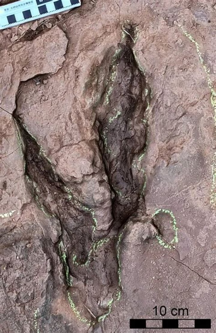 Fossilized Footprints Of Massive Raptor Found In China