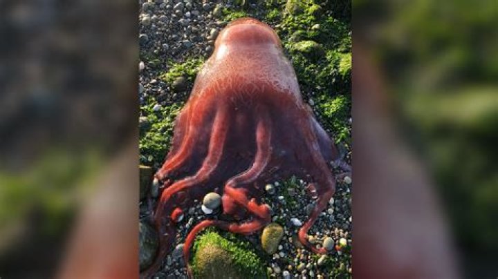 Mysterious 'Red Glob' May Be Rare Seven-Armed Octopus