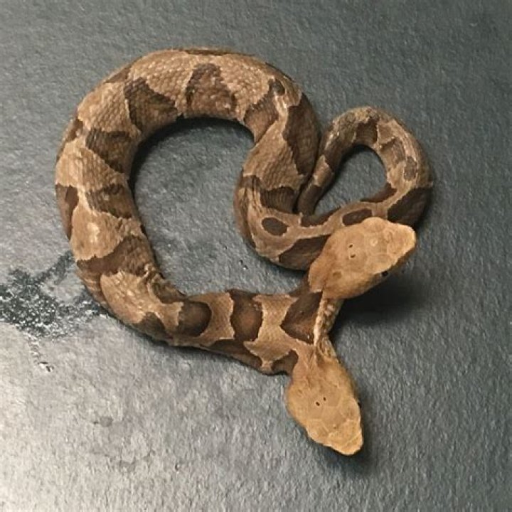Rare Two-Headed Copperhead Snake Discovered In Virginia