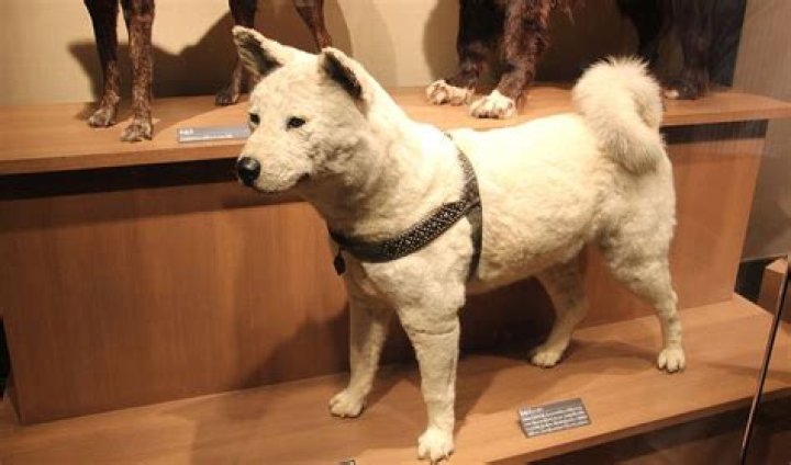 The True Story Of Hachiko, History's Most Devoted Dog